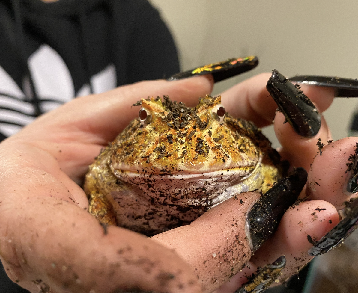 A beautiful frog