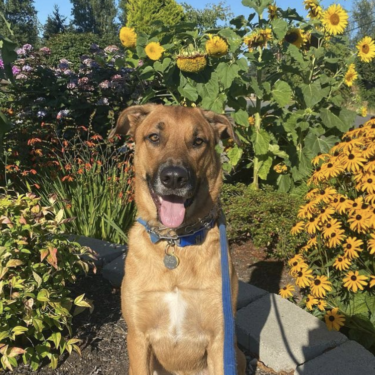A tan dog sitting amongst bright flowers