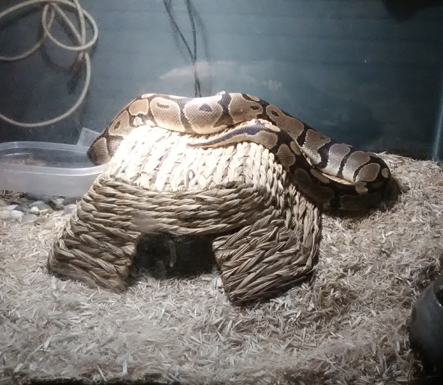 A regal snake
