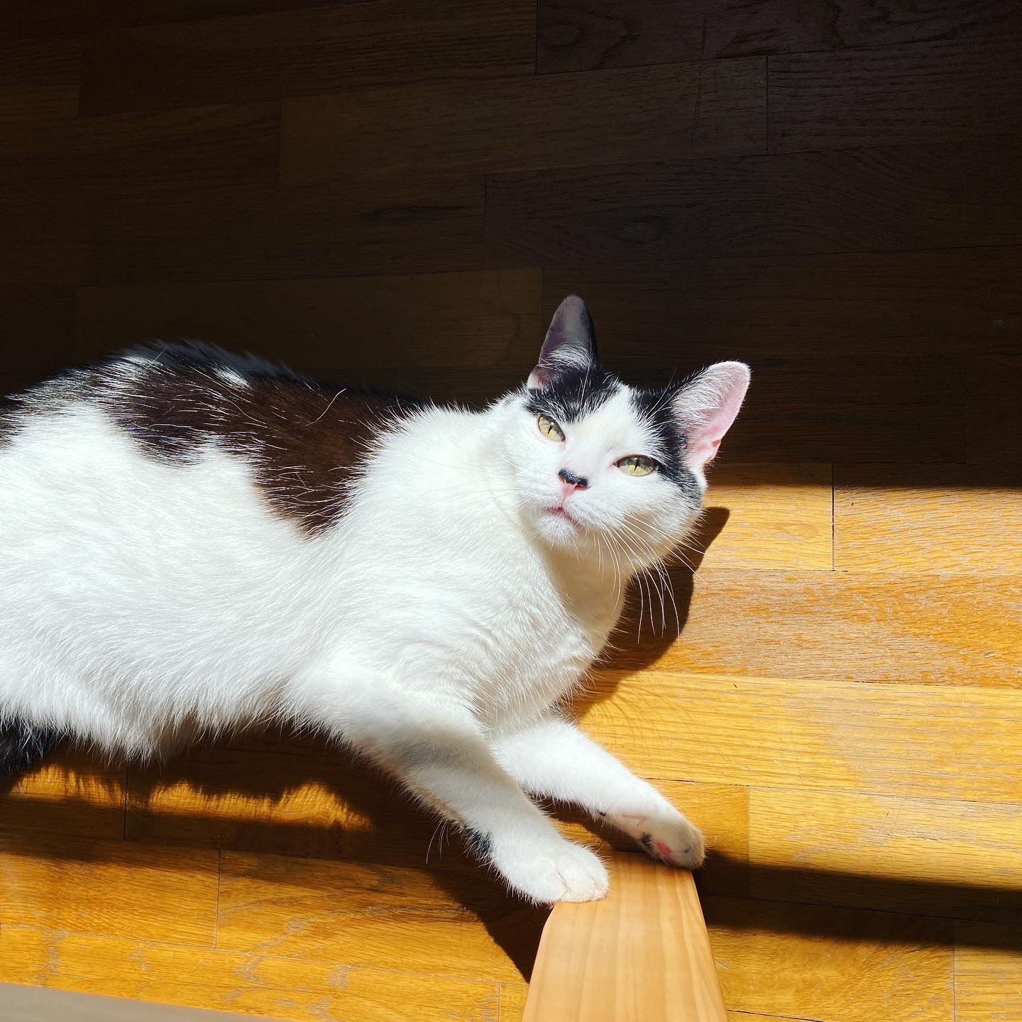 A white cat with black spots laying in a sunbeam